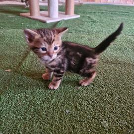 Cuccioli Gattini Bengala