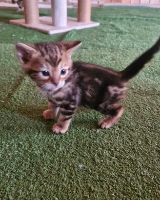 Cuccioli Gattini Bengala