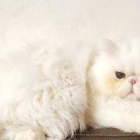 Persiano ipertipico maschio