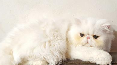 Persiano ipertipico maschio