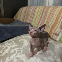 Sphynx