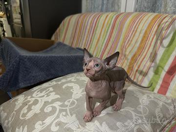 Sphynx