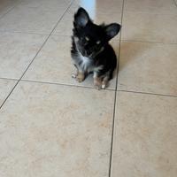 Chihuahua a pelo lungo