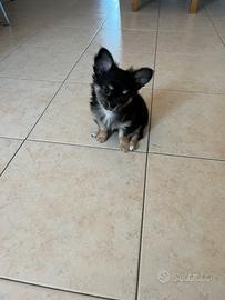 Chihuahua a pelo lungo