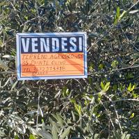Terreno oliveto