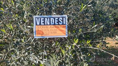 Terreno oliveto