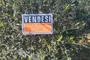 Terreno oliveto