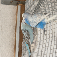Animali