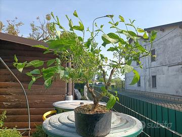Pianta di euonymus europaeus