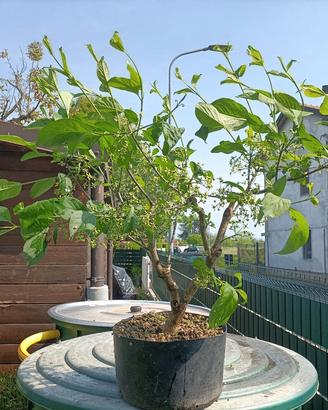 Pianta di euonymus europaeus