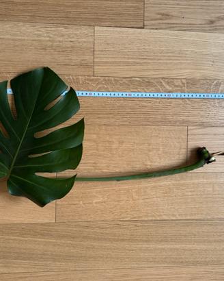 Monstera