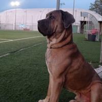 Cane Corso color Formentino rustico
