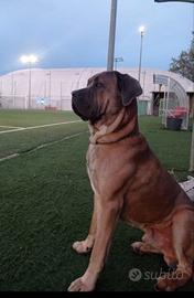 Cane Corso color Formentino rustico