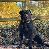 Disponibili cuccioli di cane Corso