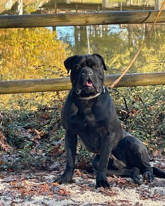 Disponibili cuccioli di cane Corso