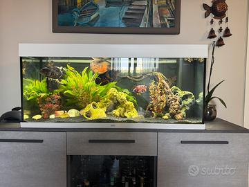 Acquario