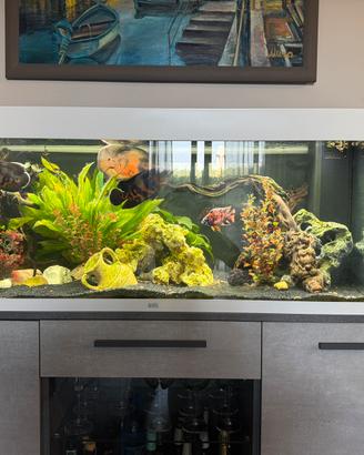 Acquario