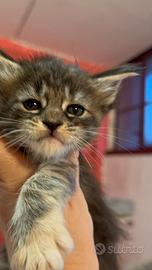 Cucciole maine coon