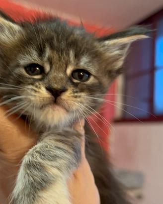 Cucciole maine coon