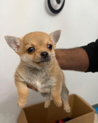 Chihuahua