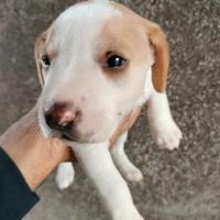 Regalasi cuccioli da caccia incrocio Beagle