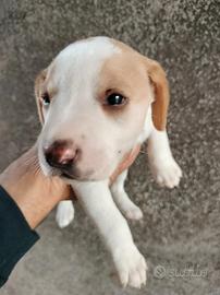 Regalasi cuccioli da caccia incrocio Beagle