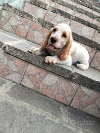Cocker Spaniel