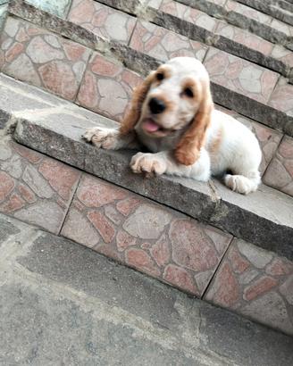 Cocker Spaniel