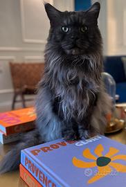 Maine Coon adulto