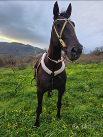 Morello pet vanitosi