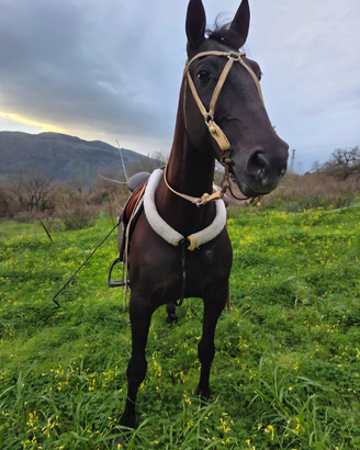Morello pet vanitosi