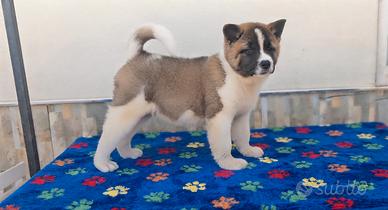 akita americano 
