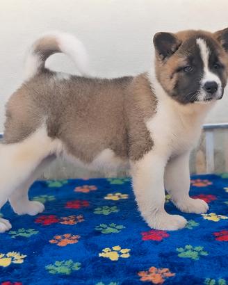 akita americano 