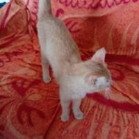 Gattino arancione sperduto di circa 7 mesi