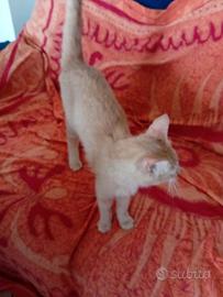 Gattino arancione sperduto di circa 7 mesi