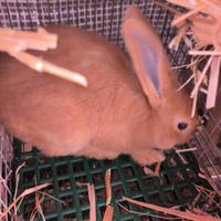 Conigli di razza pura