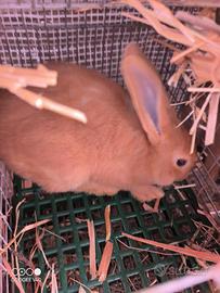 Conigli di razza pura