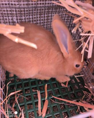 Conigli di razza pura