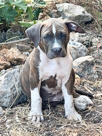 Amstaff Blue Brindle: cucciolo disponibile
