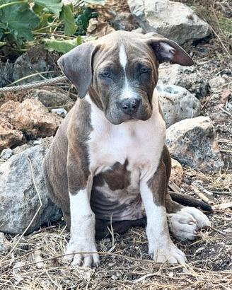 Amstaff Blue Brindle: cucciolo disponibile