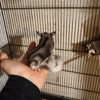 Petauro dello zucchero baby