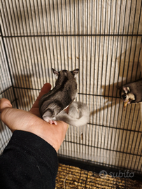 Petauro dello zucchero baby