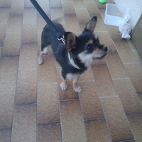 Cane barboncino