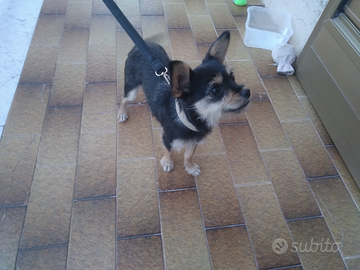 Cane barboncino