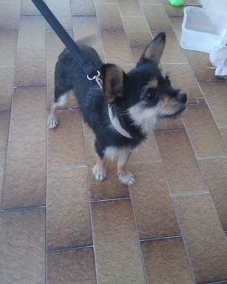 Cane barboncino