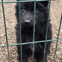 Disponibili cuccioli di pastore tedesco