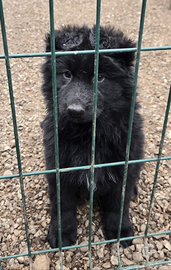 Disponibili cuccioli di pastore tedesco