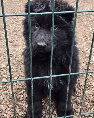 Disponibili cuccioli di pastore tedesco