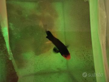 Naked amphiprion