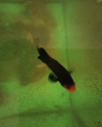 Naked amphiprion